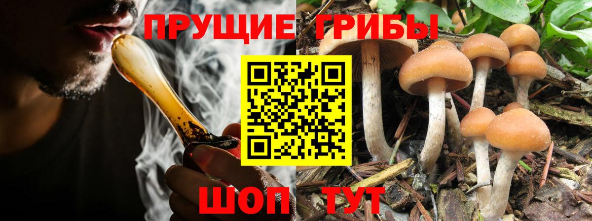 Ейск  купить   Вход с VPN  Псилоцибиновые грибы Psilocybine cubensis 
